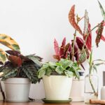Îngrijirea plantelor de apartament